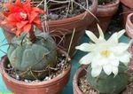 Photo Matucana, white desert cactus