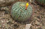 Photo Matucana, yellow desert cactus