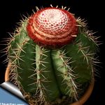 Photo Turks Head Cactus, pink 