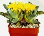 Photo Tiger's Chops, Cat's Jaws, Tiger Jaws, yellow succulent