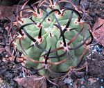 Photo Eriosyce, pink desert cactus