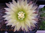 Photo Eriosyce, white desert cactus