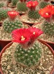 Photo Tom Thumb, red desert cactus