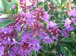 Photo Hebe, lilac shrub