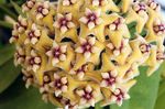 Photo Hoya, Bridal Bouquet, Madagascar Jasmine, Wax flower, Chaplet flower, Floradora, Hawaiian Wedding flower, yellow hanging plant
