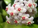 Photo Hoya, Bridal Bouquet, Madagascar Jasmine, Wax flower, Chaplet flower, Floradora, Hawaiian Wedding flower, white hanging plant