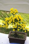 Photo Florists Mum, Pot Mum, yellow herbaceous plant