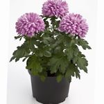 Photo Florists Mum, Pot Mum, lilac herbaceous plant