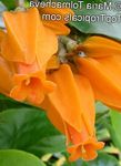Photo Gold Finger Plant, orange shrub