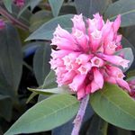Photo Cestrum, pink shrub