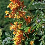 Photo Cestrum, orange shrub
