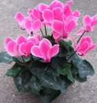 Photo Persian Violet, pink herbaceous plant
