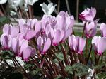 Photo Persian Violet, lilac herbaceous plant
