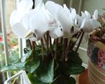 Photo Persian Violet, white herbaceous plant