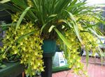 Photo Cymbidium, yellow herbaceous plant