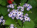 Photo Cineraria cruenta, light blue herbaceous plant