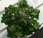 Photo Persian Violet, purple herbaceous plant