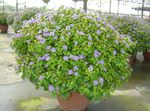 Photo Persian Violet, light blue herbaceous plant