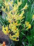 Photo Kangaroo paw, yellow herbaceous plant