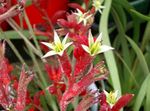 Photo Kangaroo paw, red herbaceous plant