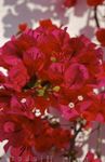 Photo Paper Flower, red shrub