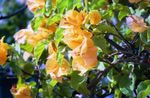 Photo Paper Flower, yellow shrub