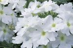 Photo Verbena, white herbaceous plant