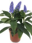 Photo Blue Ginger, dark blue herbaceous plant