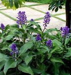 Photo Blue Ginger, dark blue herbaceous plant