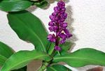 Photo Blue Ginger, purple herbaceous plant
