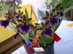 Photo Zygopetalum, dark blue herbaceous plant