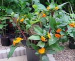 Photo Fiery Costus, orange herbaceous plant