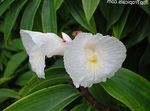 Photo Fiery Costus, white herbaceous plant