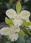 Photo Lycaste, white herbaceous plant
