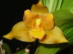 Photo Lycaste, yellow herbaceous plant