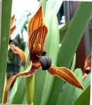 Photo Coconut Pie Orchid, orange herbaceous plant