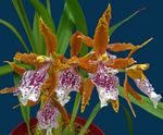 Photo Tiger Orchid, Lily of the Valley Orchid, orange herbaceous plant