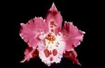 Photo Tiger Orchid, Lily of the Valley Orchid, pink herbaceous plant