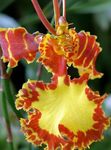 Photo Dancing Lady Orchid, Cedros Bee, Leopard Orchid, orange herbaceous plant