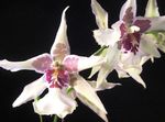 Photo Dancing Lady Orchid, Cedros Bee, Leopard Orchid, white herbaceous plant
