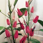 Photo Pavonia, pink herbaceous plant
