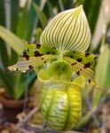 Photo Slipper Orchids, green herbaceous plant