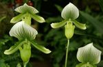 Photo Slipper Orchids, green herbaceous plant