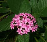 Photo Pentas, Star Flower, Star Cluster, pink herbaceous plant