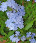Photo Leadworts, light blue shrub