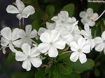 Photo Leadworts, white shrub