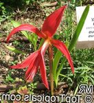 Photo Aztec Lily, Jacobean Lily, Orchid Lily, red herbaceous plant