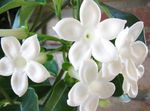 Photo Bridal Bouquet, Madagascar Jasmine, Wax flower, Chaplet flower, Floradora, Hawaiian Wedding flower, white liana