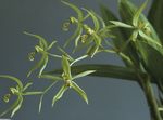 Photo Coelogyne, green herbaceous plant