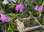 Photo Buttonhole Orchid, lilac herbaceous plant